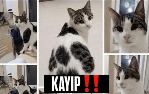 Boncuk oğlumuz kayıp