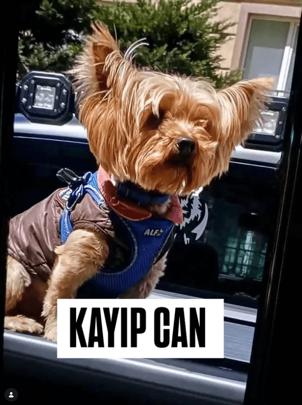 Kont evladımız kayıp