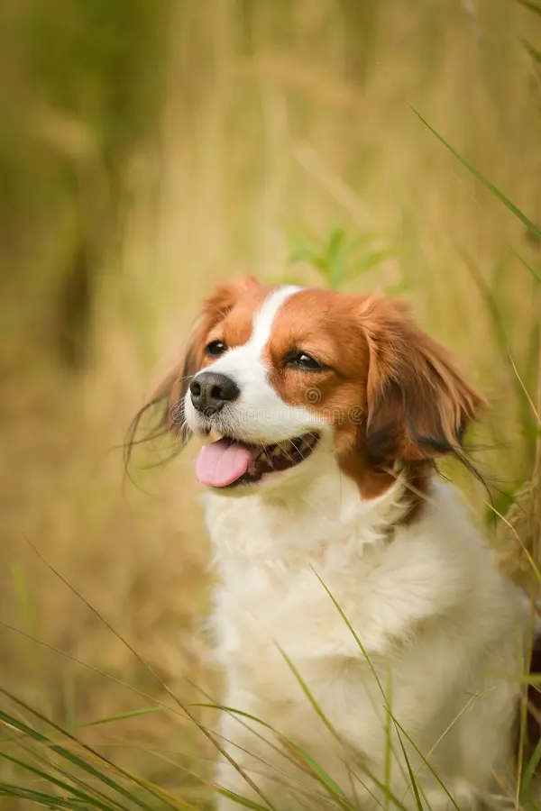 Hastasına bir yavru